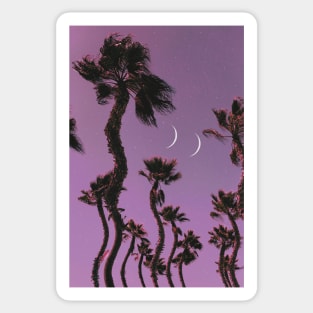 Palm Vibes Sticker